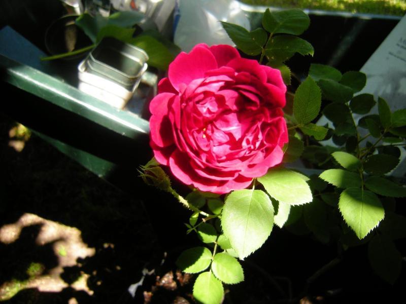 Photo of Rose (Rosa 'Souvenir de Pierre Vibert') uploaded by melva