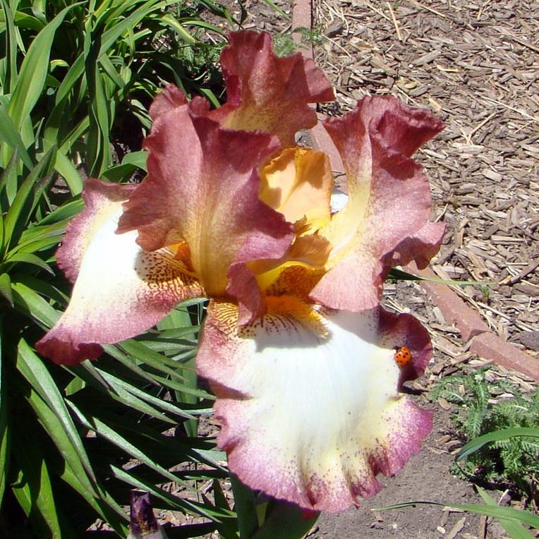 Photo of Tall Bearded Iris (Iris 'Cinnamon Girl') uploaded by stilldew