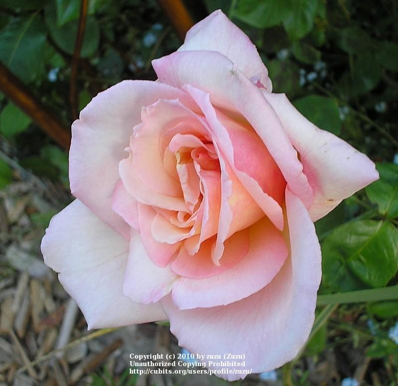 Photo of Rose (Rosa 'Peachblow') uploaded by zuzu