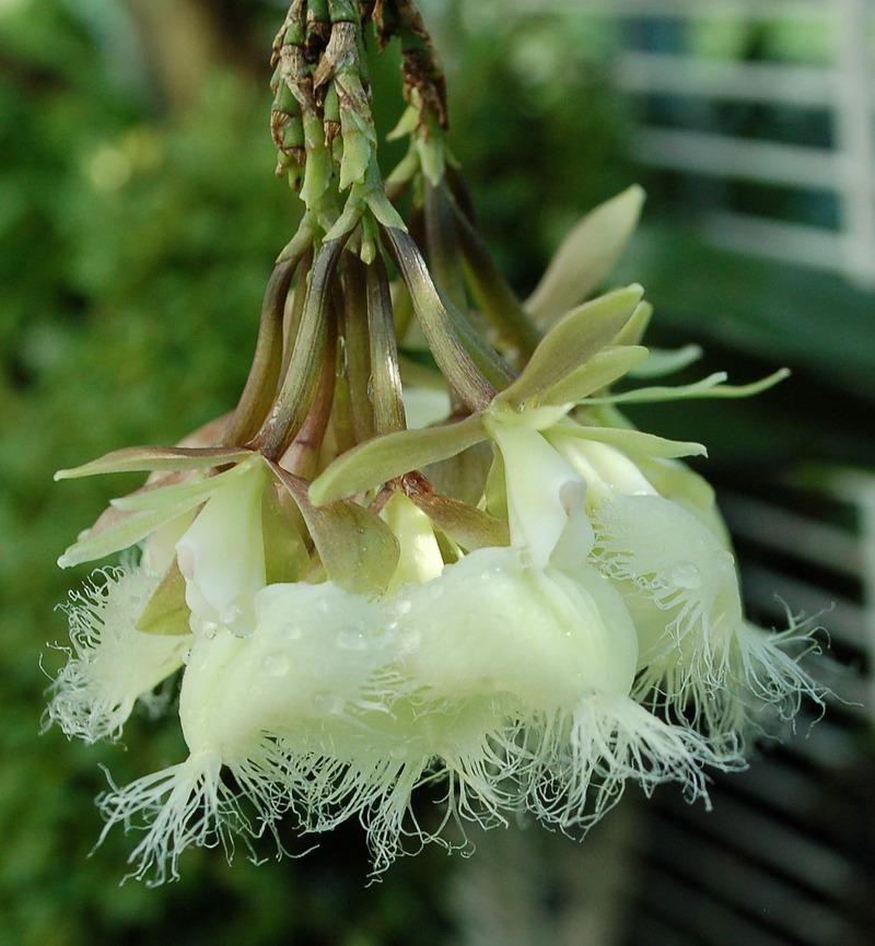 Photo of Orchid (Epidendrum ilense) uploaded by Ursula
