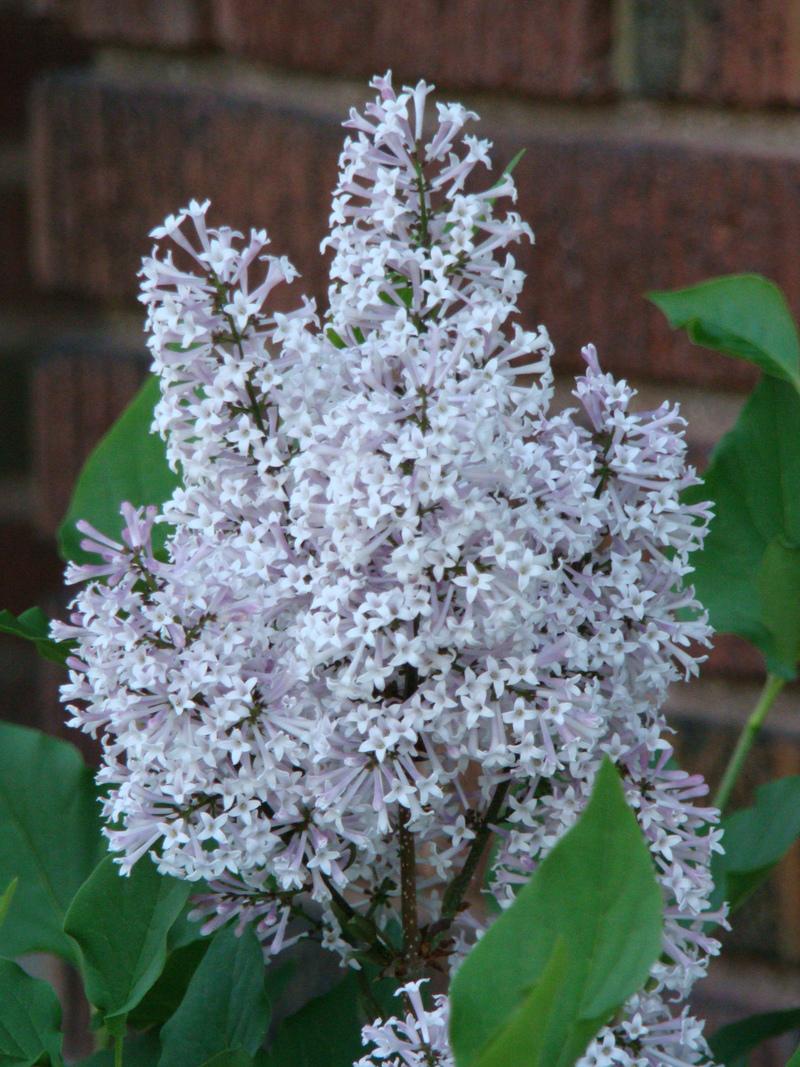 Photo of Manchurian Lilac (Syringa pubescens subsp. patula 'Miss Kim') uploaded by Val