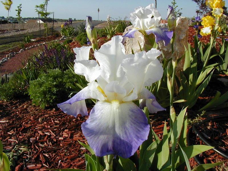 Photo of Tall Bearded Iris (Iris 'Mission Ridge') uploaded by ctmark
