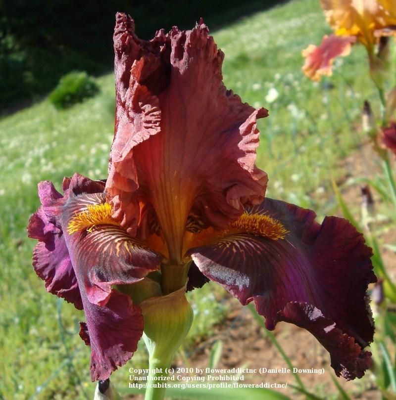 Photo of Tall Bearded Iris (Iris 'Ransom Note') uploaded by floweraddictnc