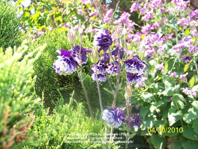 Photo of Columbine (Aquilegia vulgaris 'Double Pleat Blue and White') uploaded by nanniepb