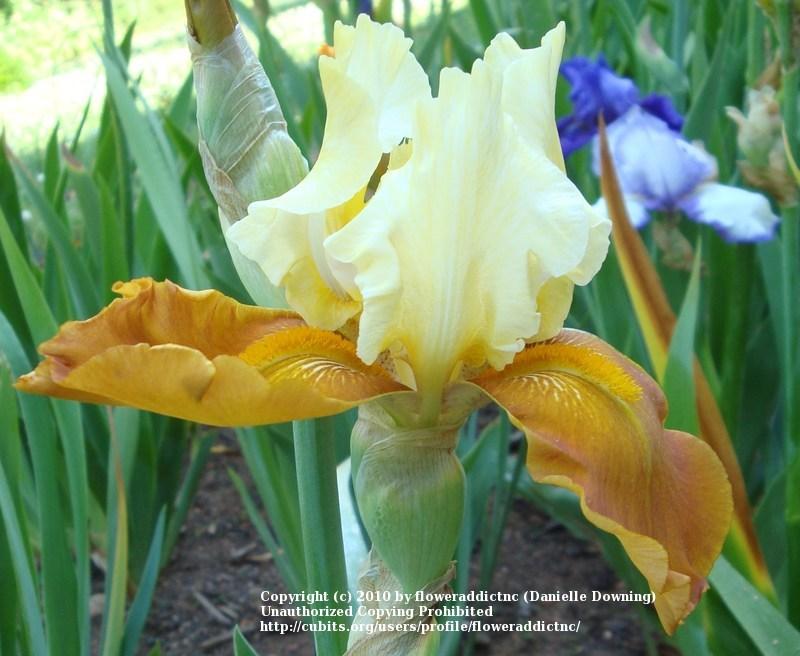 Photo of Tall Bearded Iris (Iris 'Fall Fiesta') uploaded by floweraddictnc