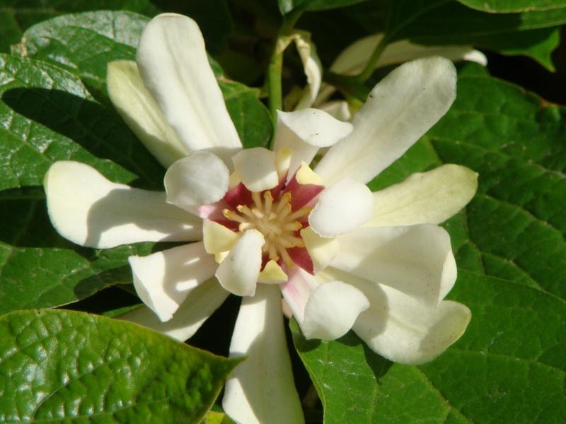 Photo of Eastern Sweetshrub (Calycanthus 'Venus') uploaded by Val