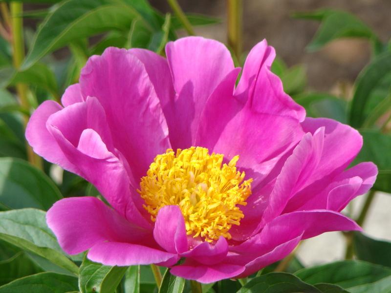 Photo of Peonies (Paeonia) uploaded by Val
