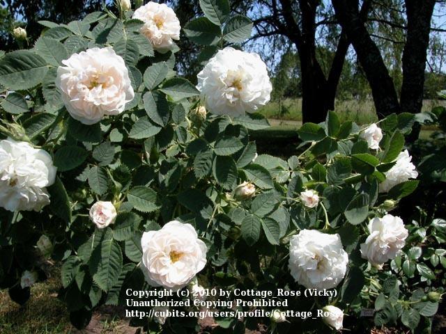 Photo of Rose (Rosa 'Pompon Blanc Parfait') uploaded by Cottage_Rose