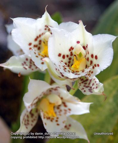 Photo of Orchid (Rhynchostele aptera) uploaded by ddutra
