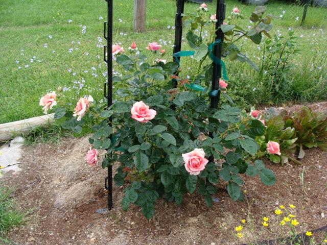 Photo of Rose (Rosa 'Thanksgiving Rose') uploaded by emoryterri