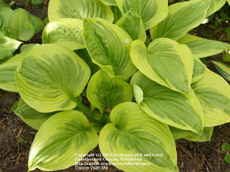 Photo of Hosta 'Dance with Me' uploaded by kitgary