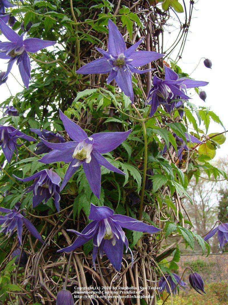 Photo of Clematis (Clematis macropetala 'Lagoon') uploaded by kniphofia