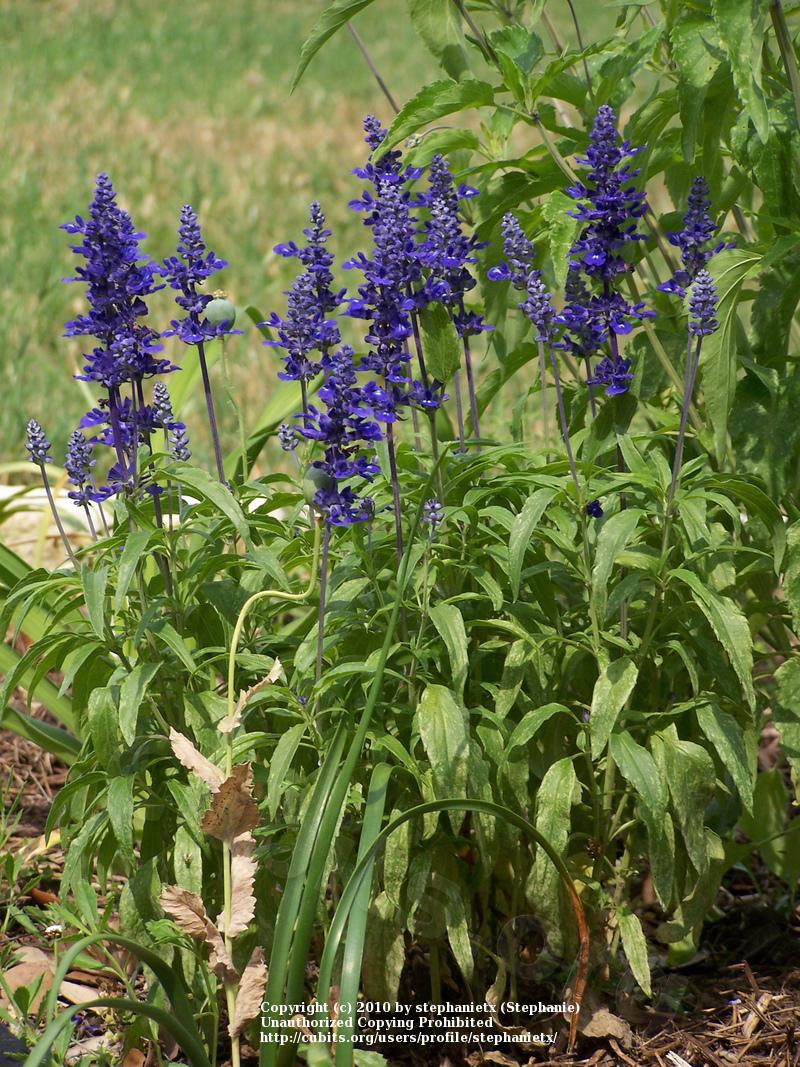Photo of Mealy Cup Sage (Salvia farinacea 'Blue Bedder') uploaded by stephanietx