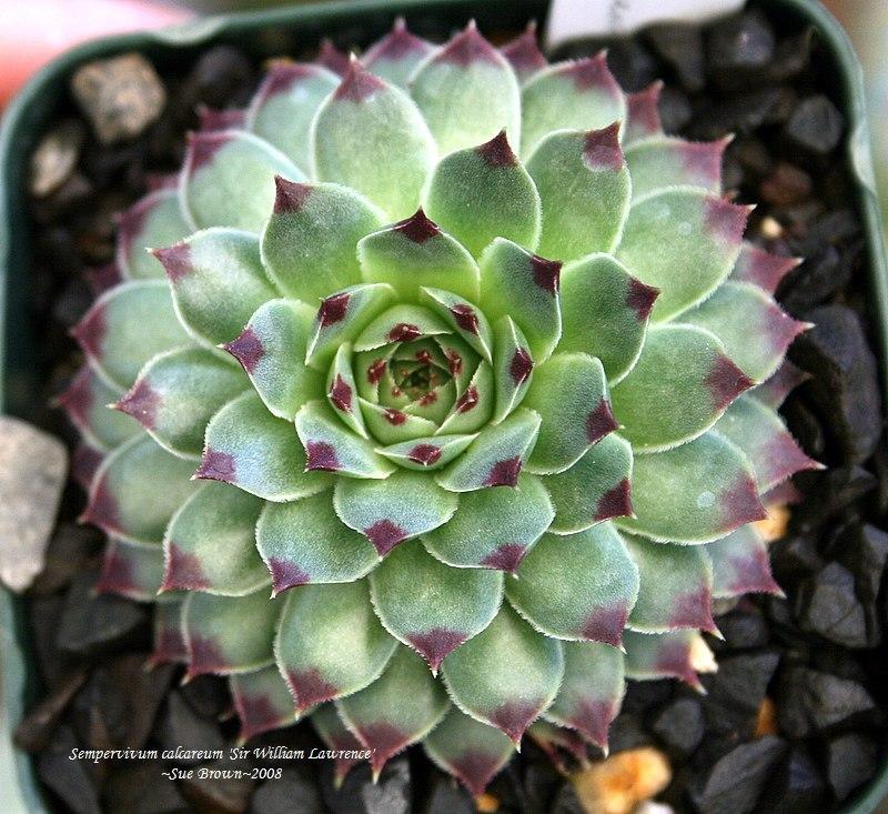 Photo of Hen and Chicks (Sempervivum calcareum 'Sir William Lawrence') uploaded by Calif_Sue