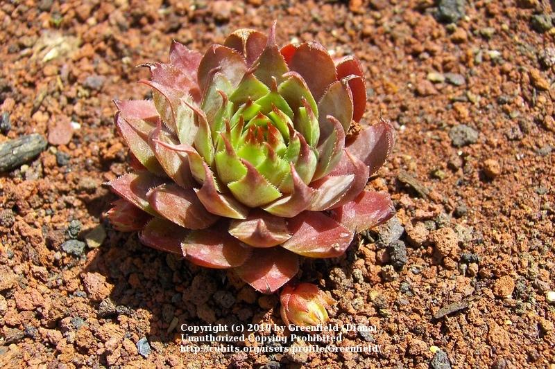 Photo of Hen and Chicks (Sempervivum 'Twilight Blues') uploaded by Greenfield