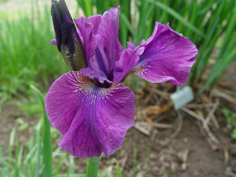 Photo of Siberian Iris (Iris 'Mad Magenta') uploaded by irisloverdee