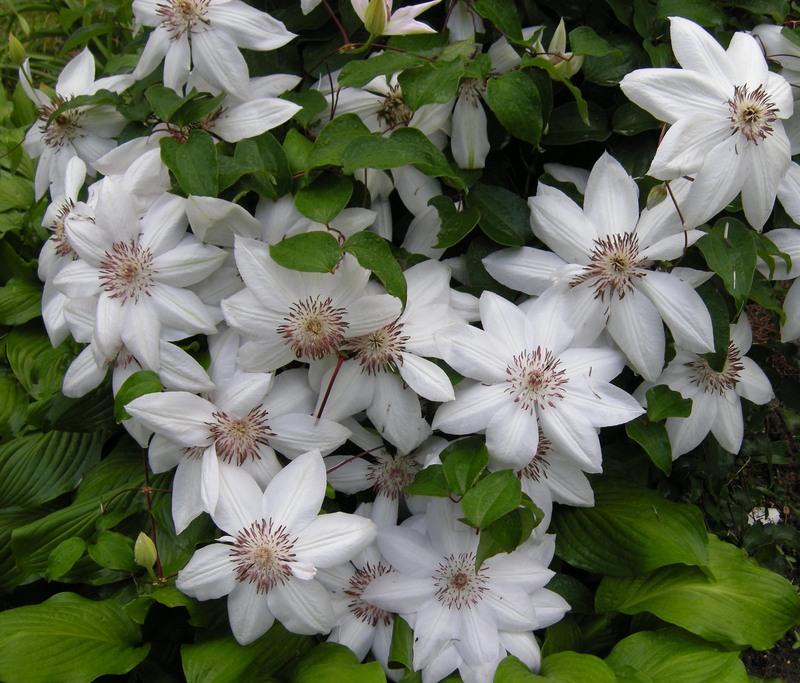 Photo of Clematis 'Henryi' uploaded by MSBarbara