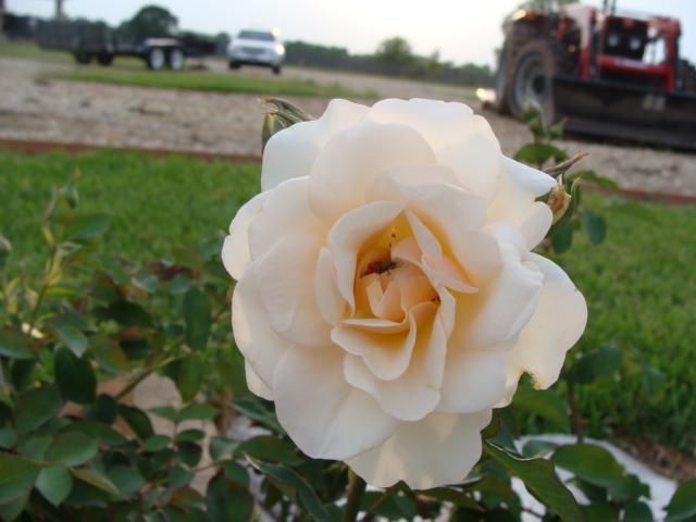 Photo of Rose (Rosa 'Lichfield Angel') uploaded by emoryterri