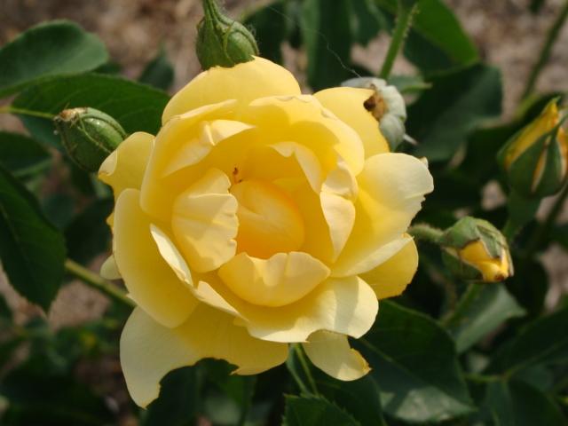 Photo of Rose (Rosa 'Buttercup') uploaded by emoryterri