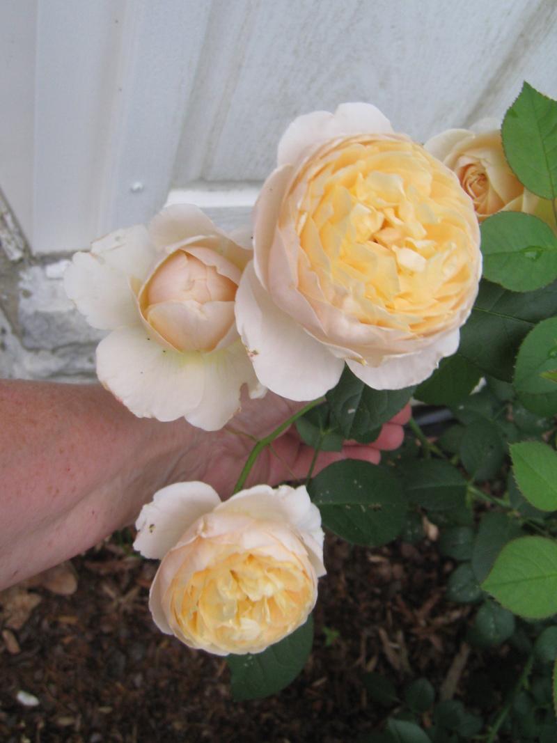 Photo of English Shrub Rose (Rosa 'Charlotte') uploaded by Hemophobic
