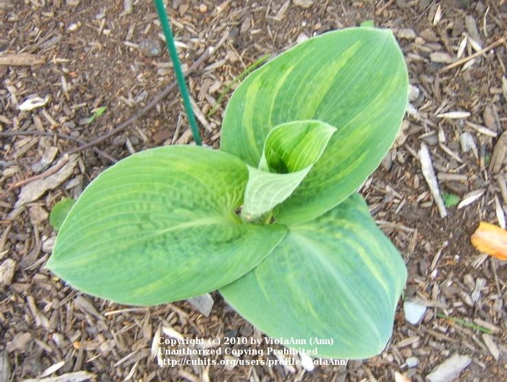 Photo of Hosta 'Ice Age Trail' uploaded by ViolaAnn