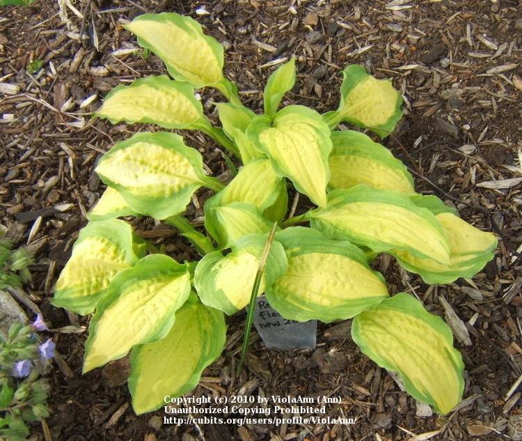 Photo of Hosta 'Red Hot Flash' uploaded by ViolaAnn