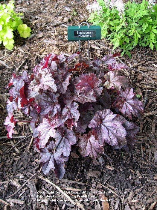 Photo of Coral Bells (Heuchera Dolce® Blackcurrant) uploaded by goldfinch4