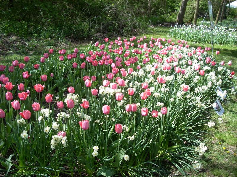 Photo of Tulips (Tulipa) uploaded by taynors