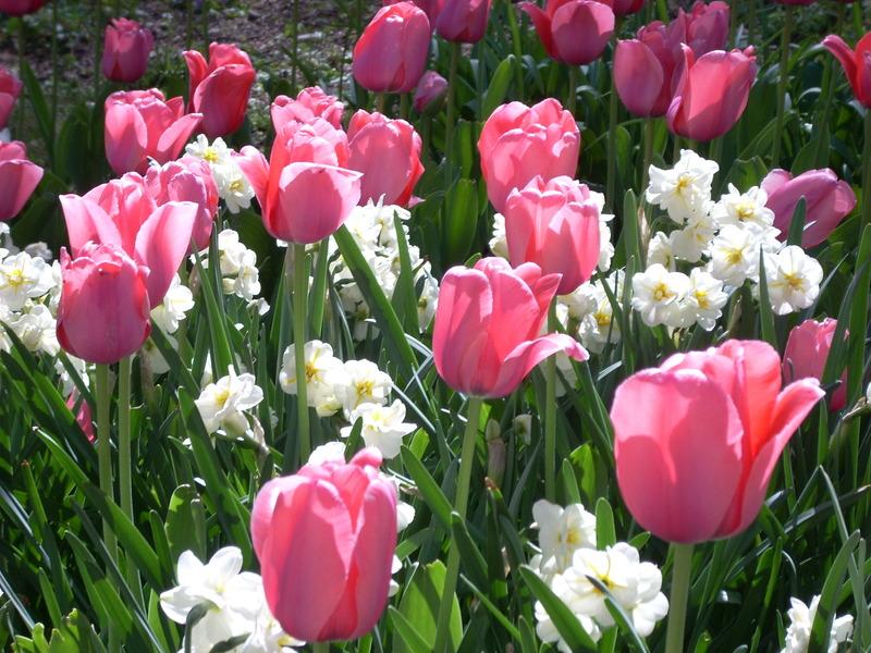 Photo of Tulips (Tulipa) uploaded by taynors