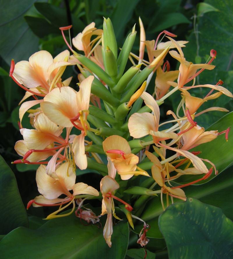 Photo of Ginger Lily (Hedychium 'Anne S. Bishop') uploaded by MSBarbara