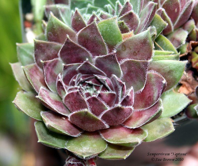 Photo of Hen and Chicks (Sempervivum 'Neptune') uploaded by Calif_Sue