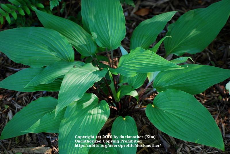 Photo of Hosta 'Red October' uploaded by duckmother
