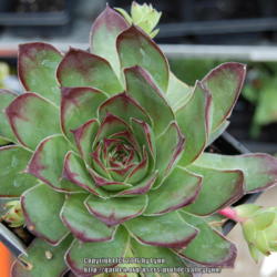 
5/9/2010 PNW zone 8 Al's Garden Store / greenhouse grown