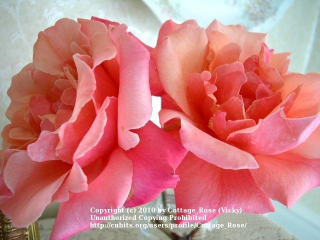 Photo of Rose (Rosa 'Honeysweet') uploaded by Cottage_Rose