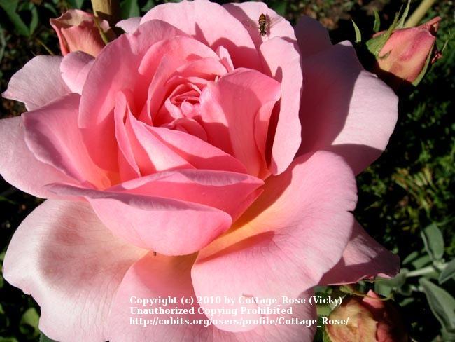 Photo of Rose (Rosa 'Prairie Princess') uploaded by Cottage_Rose