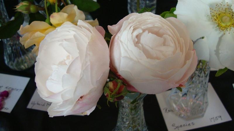 Photo of Rose (Rosa 'Madame Pierre Oger') uploaded by stephgem