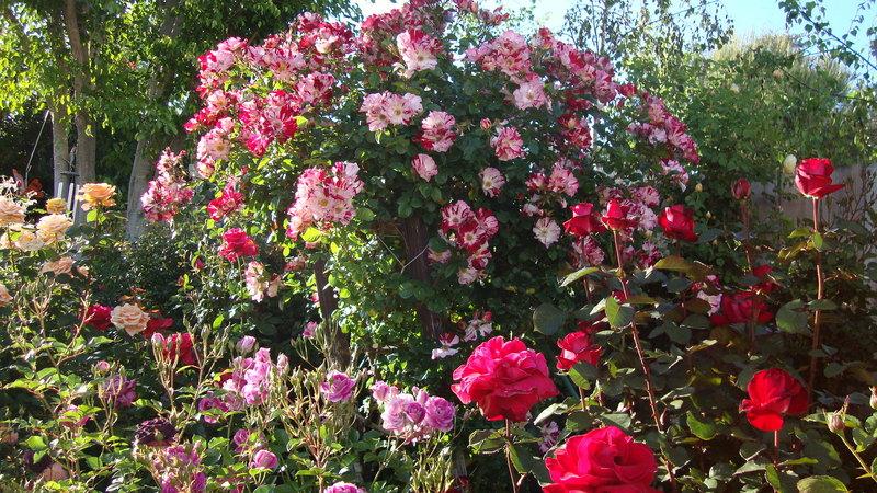Photo of Large-Flowered Climbing Rose (Rosa 'Fourth of July') uploaded by stephgem