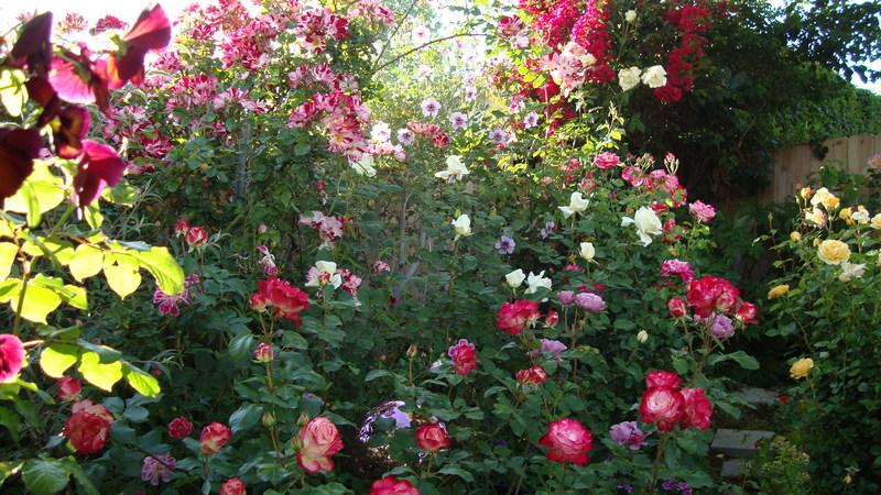 Photo of Roses (Rosa) uploaded by stephgem