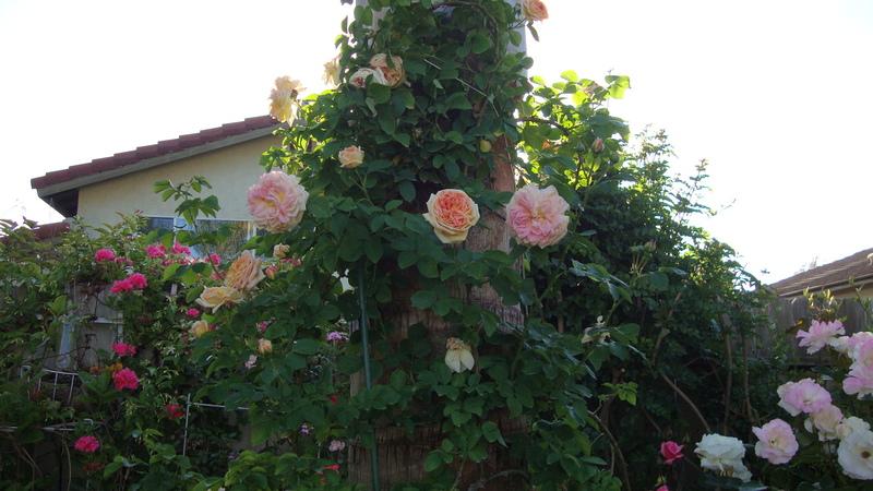 Photo of Rose (Rosa 'Alchymist') uploaded by stephgem
