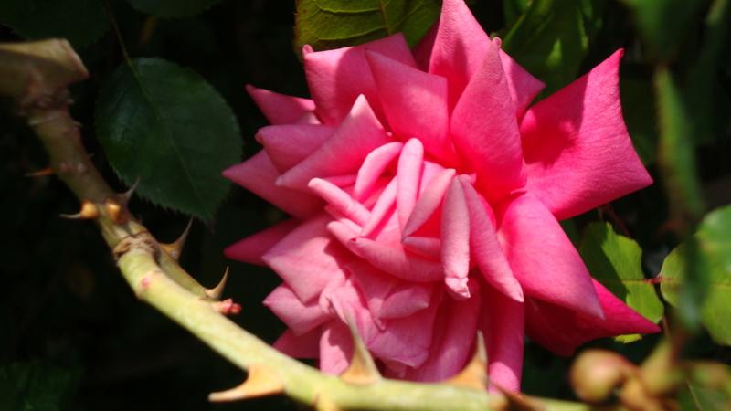 Photo of Rose (Rosa 'Marie d'Orleans') uploaded by stephgem
