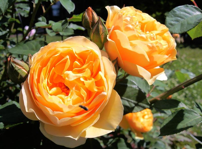 Photo of Rose (Rosa 'Golden Celebration') uploaded by Tex68