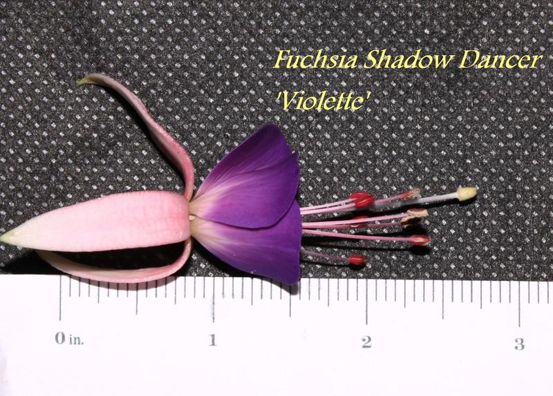 Photo of Fuchsia Shadow Dancer® Violette uploaded by floraSeeker_OR