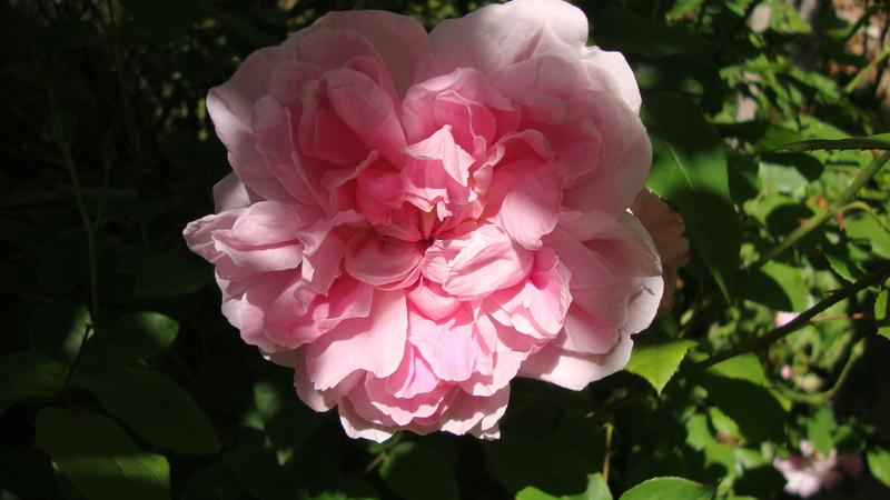 Photo of Rose (Rosa 'Cottage Rose') uploaded by stephgem