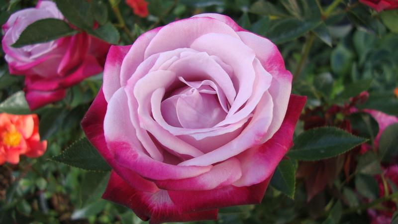 Photo of Rose (Rosa 'Moonlight and Roses') uploaded by stephgem