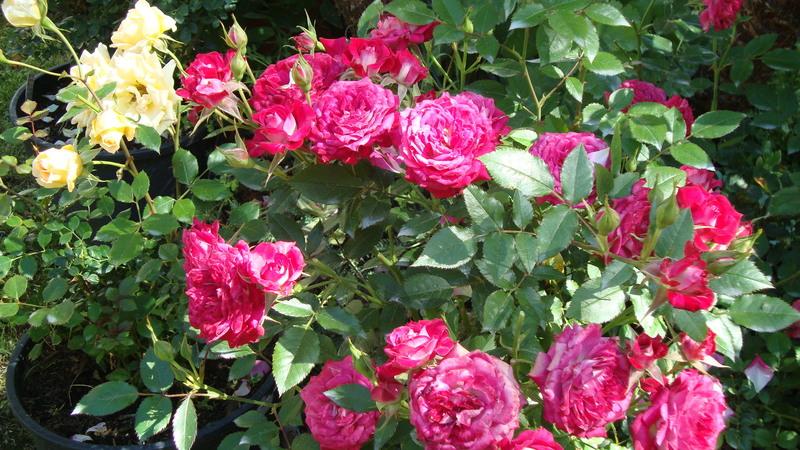 Photo of Rose (Rosa 'Raspberry Ice') uploaded by stephgem