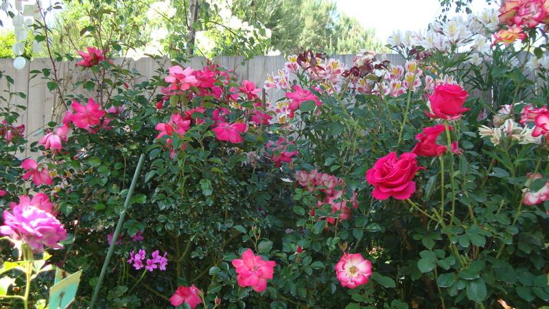 Photo of Rose (Rosa 'Lady Elsie May') uploaded by stephgem