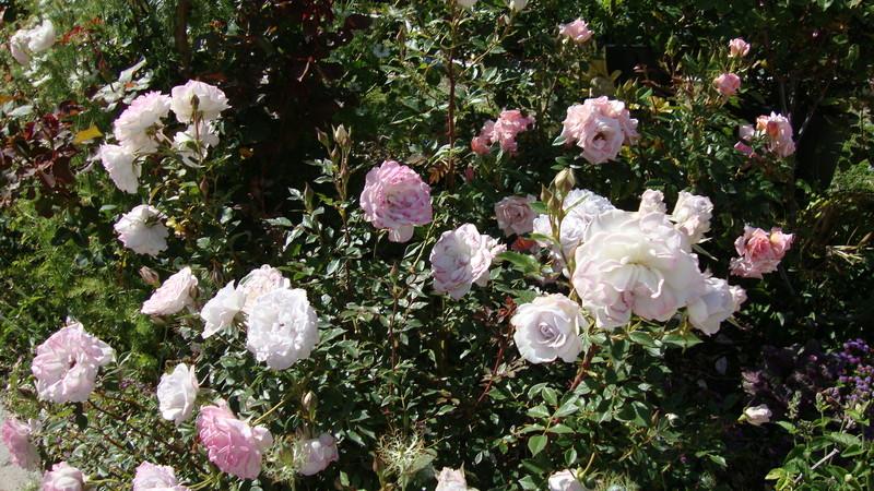 Photo of Rose (Rosa 'Sweet Arlene') uploaded by stephgem