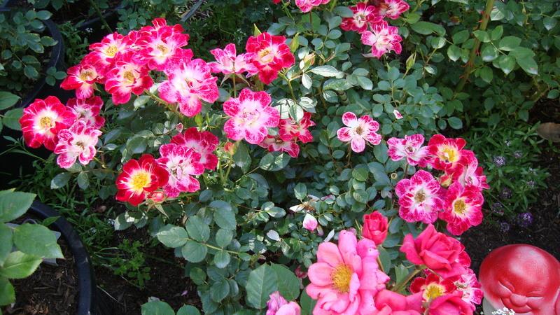 Photo of Rose (Rosa 'Little Artist') uploaded by stephgem
