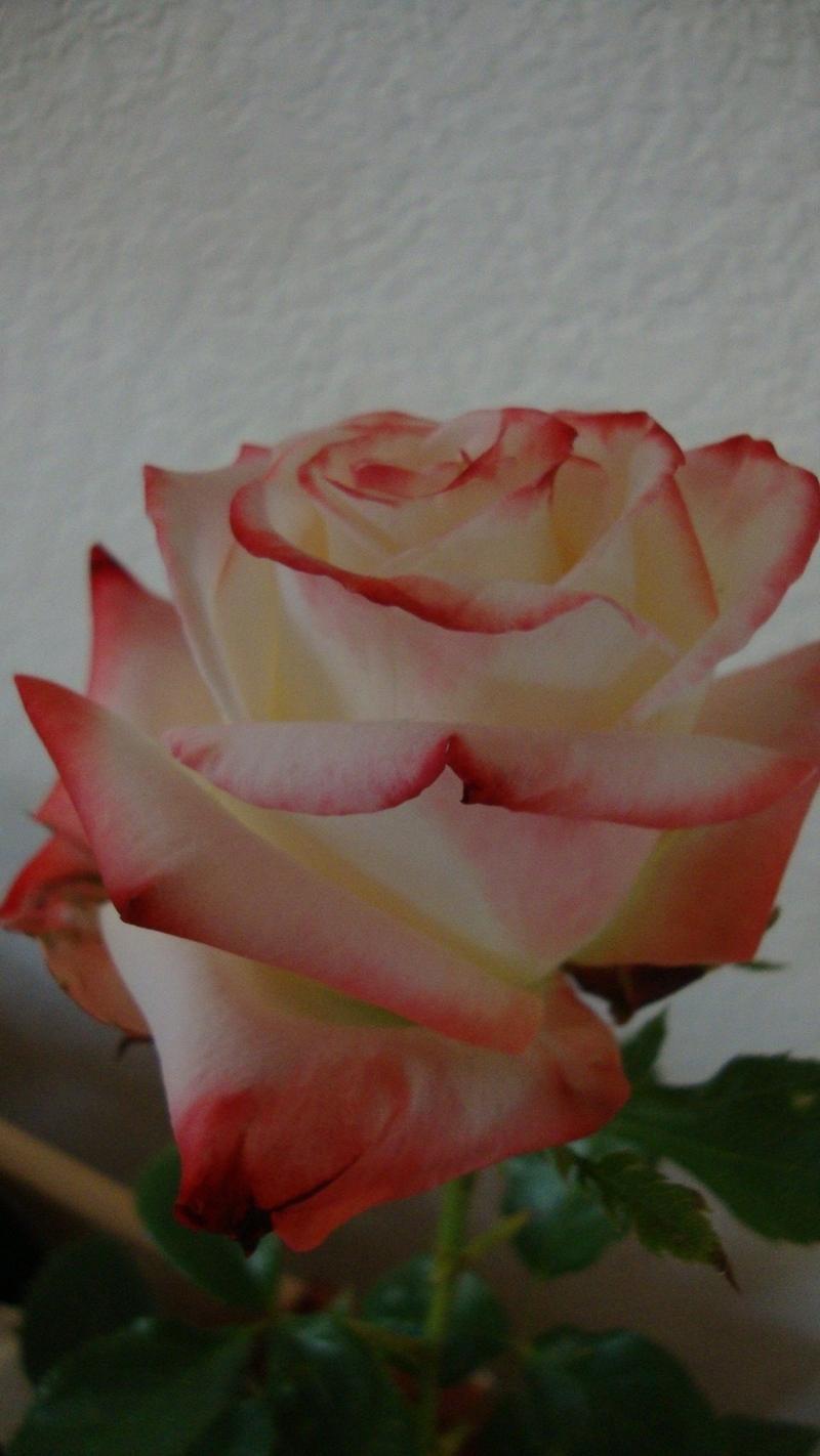 Photo of Rose (Rosa 'Imperatrice Farah') uploaded by stephgem