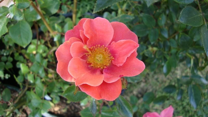 Photo of Rose (Rosa 'Halo Today') uploaded by stephgem